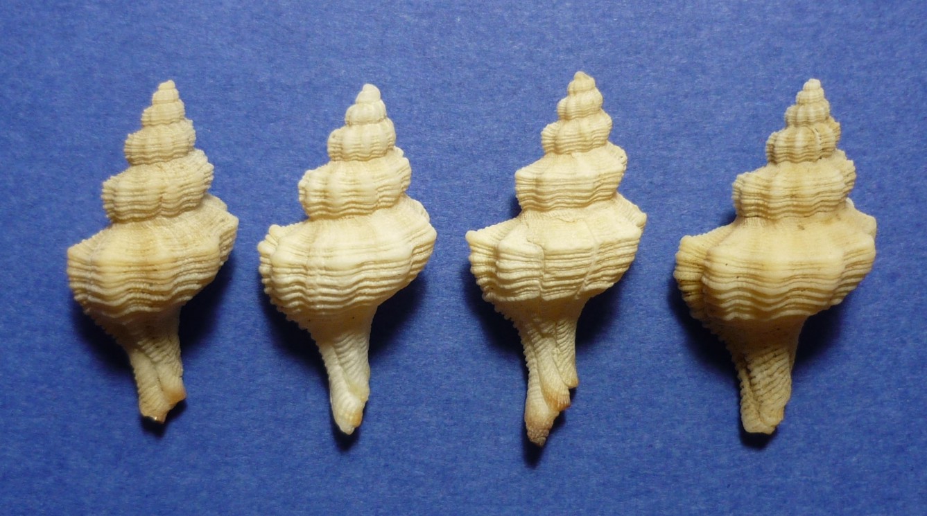 Hadriania craticuloides